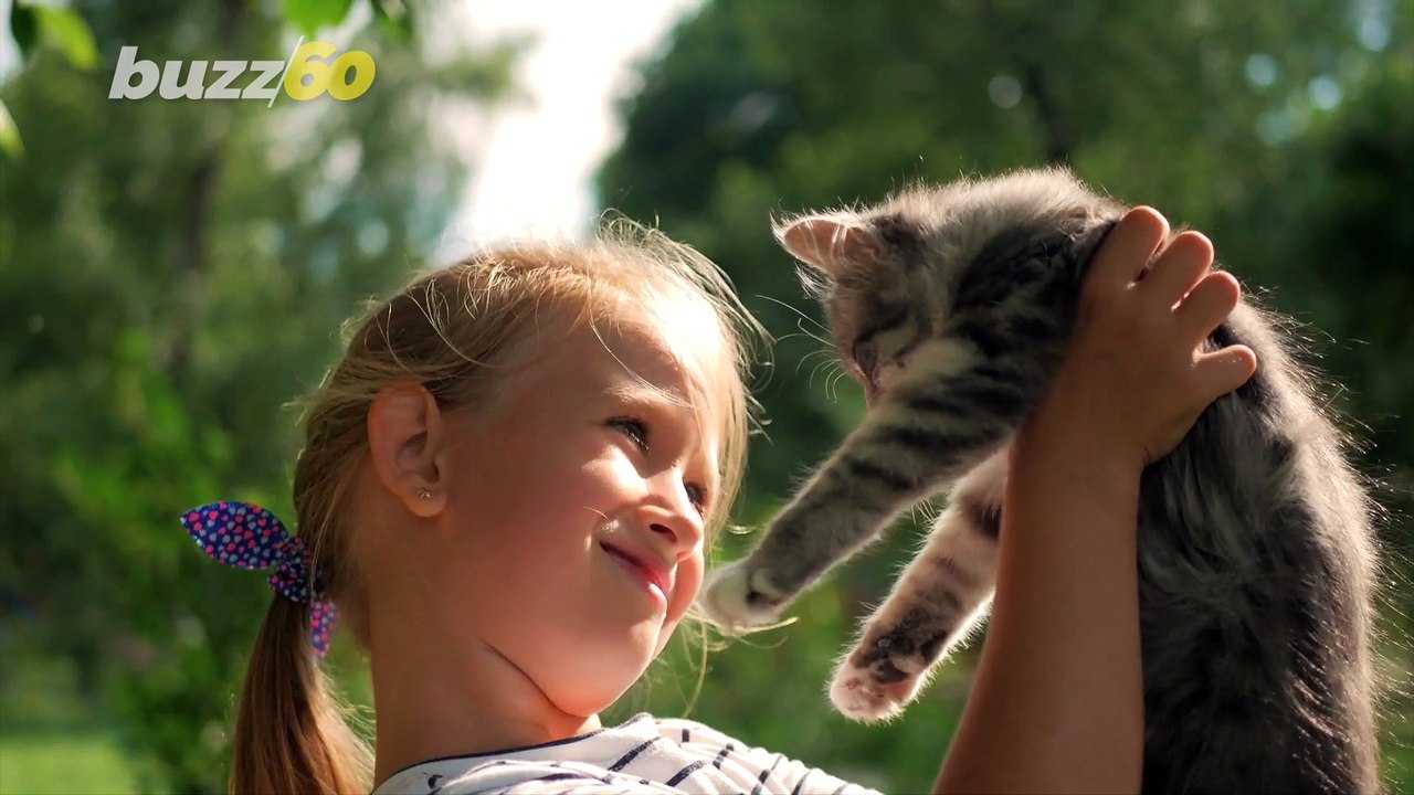 This is How Many Cat Videos the Average Furry Friend Owner ‘ Likes’ a Year