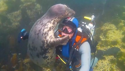 Descargar video: Lovable Seal Hugs On Experienced Diver