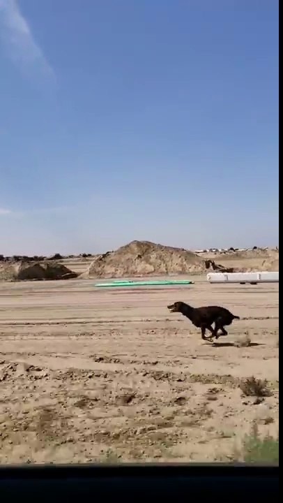 Quand tu es en voiture et ton chien fait la course contre toi