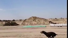 Quand ton chien fait la course contre toi