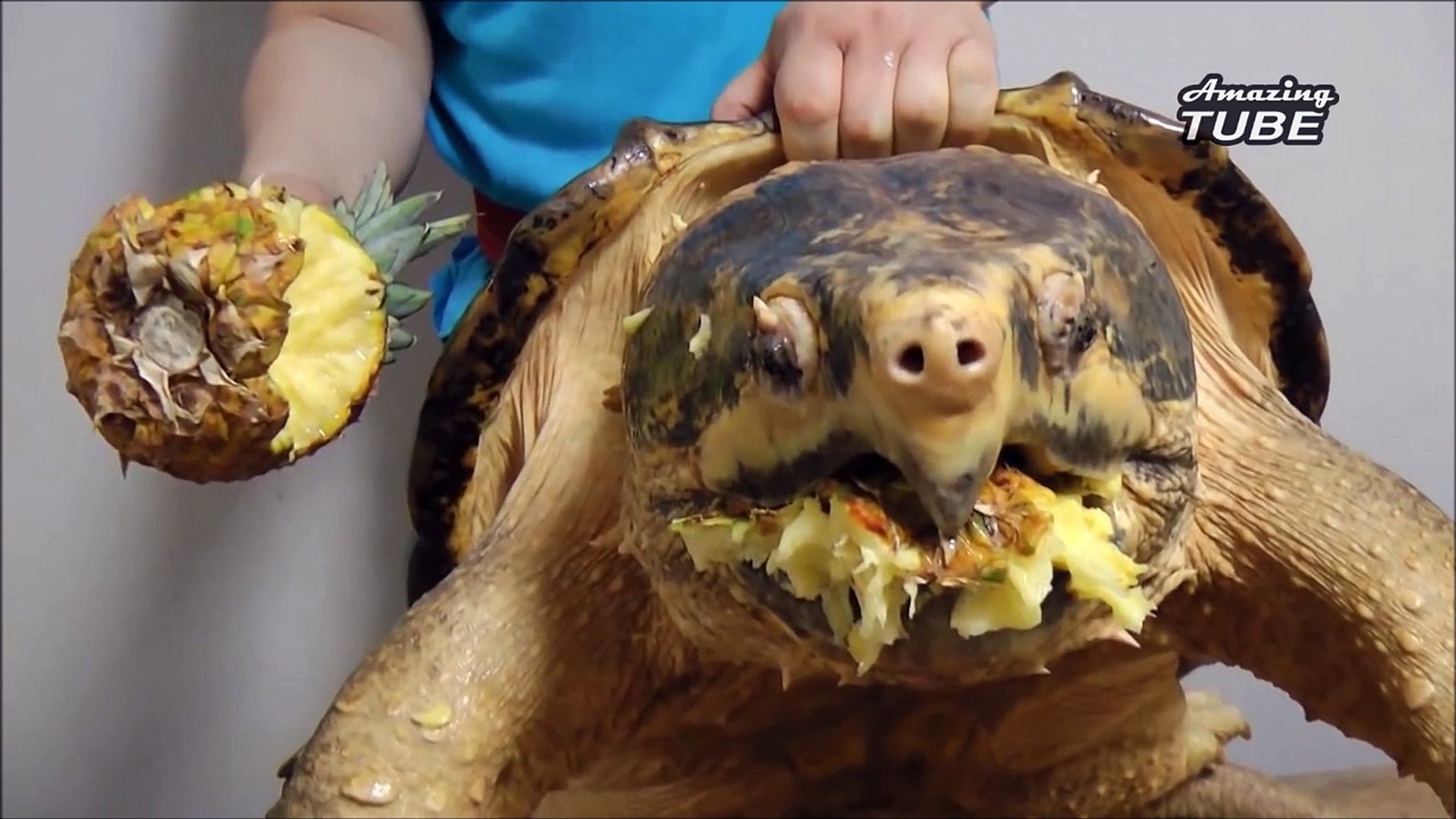 Cette tortue serpentine a une mâchoire surpuissante