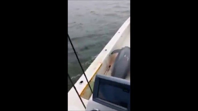 Un dauphin saute dans un bateau. Incroyable