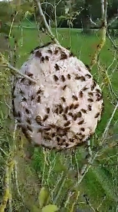 Ce nid de frelons asiatiques est impressionnant
