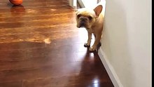 Bulldog não consegue esconder sua culpa
