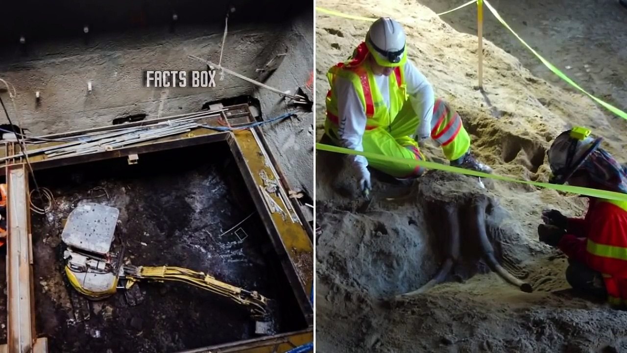 Workers Were Excavating LA’s Metro When They Uncovered The Remains Of Two Gigantic Ice Age Beasts
