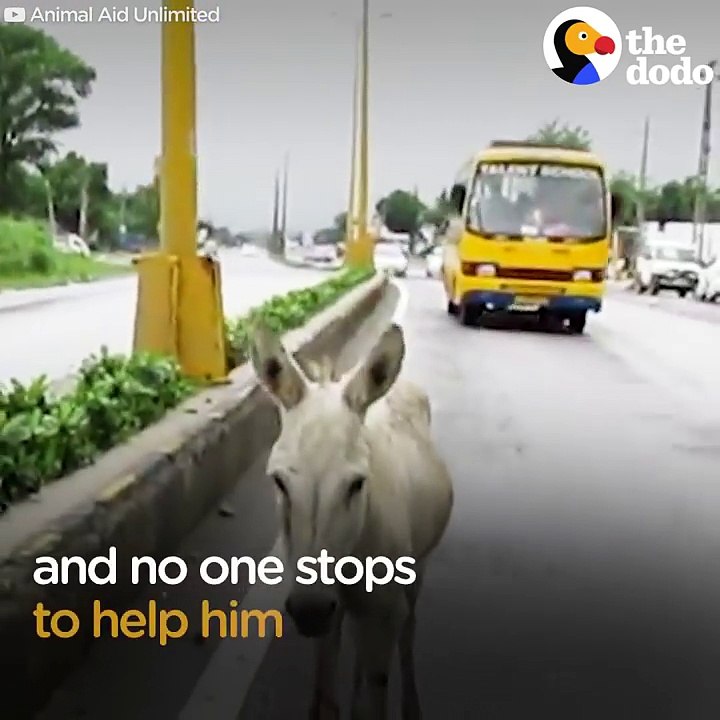 Animals Trapped In Traffic Get Saved By Brave People | The Dodo