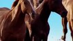 Equus: Story of the Horse-Anthropologist-turned-filmmaker Niobe Thompson takes viewers on an epic journey across 11 countries on three continents and back in