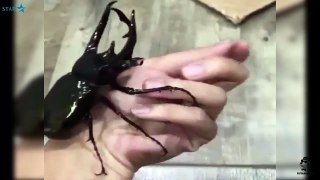 I catch giant rhinoceros beetle in my granny’s home
