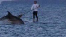 Dolphins Breach Just Inches From Paddleboarders
