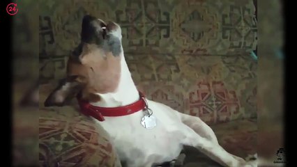 My mutt minute: tornado siren testing edition