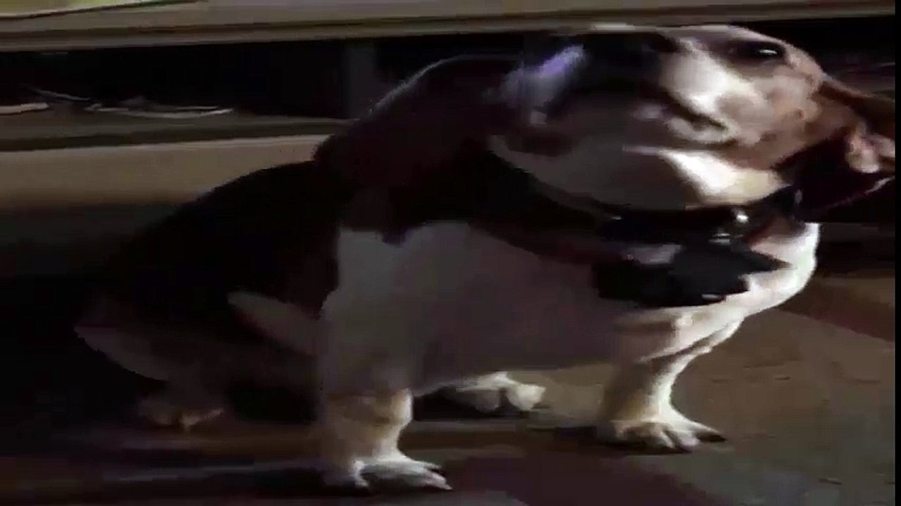 tarzan Dog