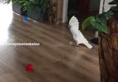 Harley the Cockatoo Practices Soccer Moves