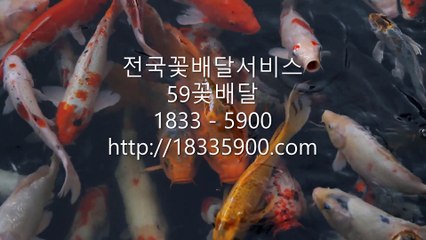 근조화환 근조화환가격 "59꽃배달" 전국꽃배달서비스 주문전화 (1833-5900)