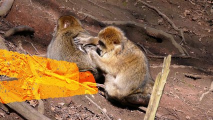 근조화환 근조화환가격 어디든지 맞춤형 꽃배달서비스 59꽃배달 ☎ (1833-5900)