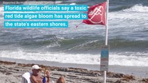 Floridians Sickened By Toxic Algae Force Beach Closures