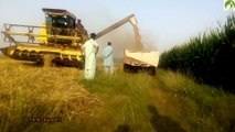 Wheat Harvesting Methods Complete Process in India & Pakistan Agriculture farming 2018