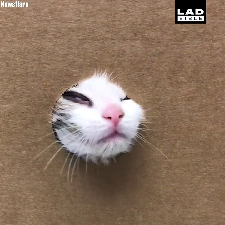 This tiny cat in a box though! That meow! 