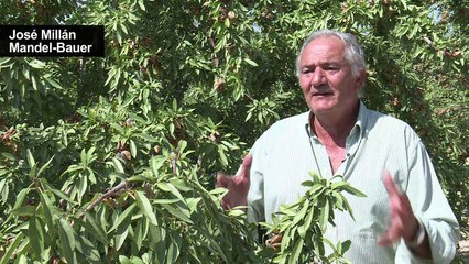 Spanien will Mandel-Macht werden