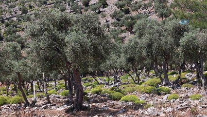 Meksika’dan Bafa’ya gizemli yolculuk