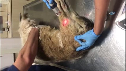 Ölüme Terk Edilen Felçli Köpek Uzatılan Yardım Eliyle Hayat Döndü