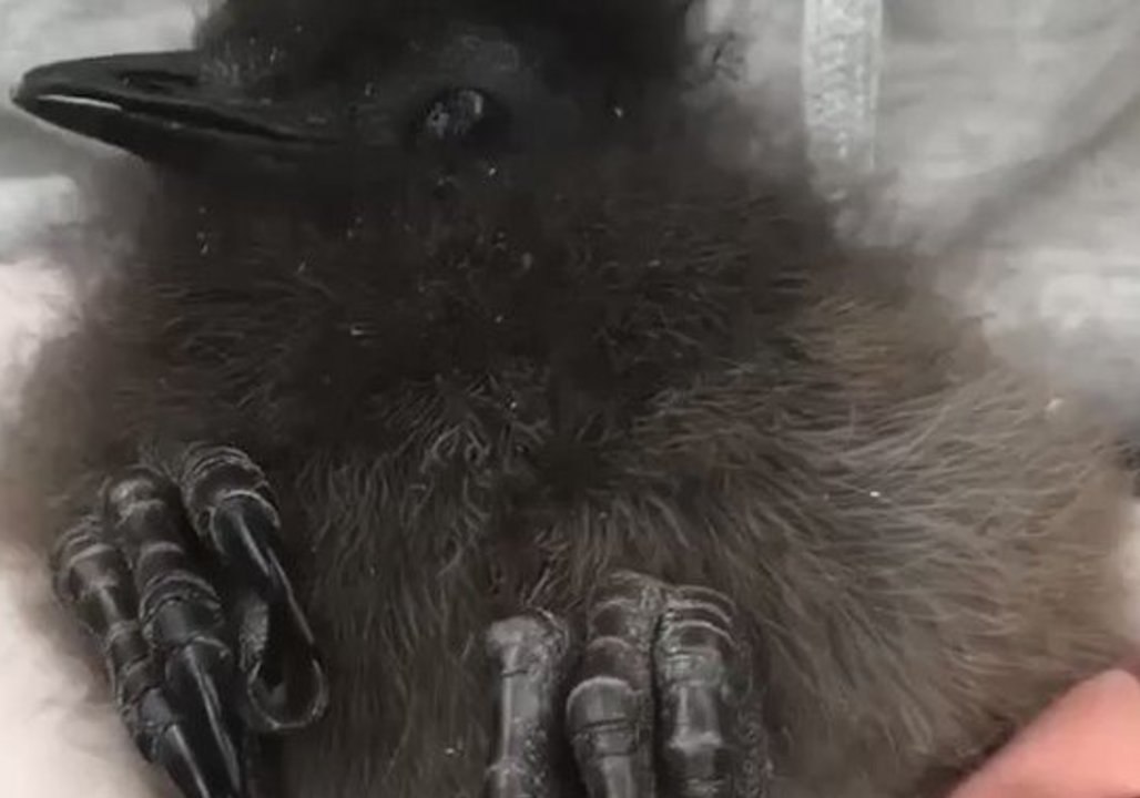 Adorable Baby Lyrebird Has 'Dinosaur Feet'