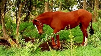 60 Quick Guide to Chiloe in 60 Seconds