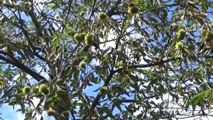 İnegöl’de kestane hasadı başladı