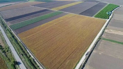 Adana'da soya hasadı başladı...Hasat havadan görüntülendi