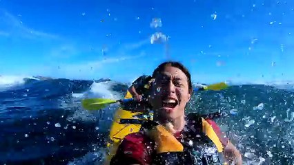 Quand un phoque gifle un kayakiste avec un poulpe (Nouvelle-Zélande)