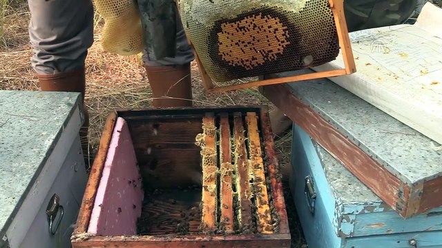 'Muğla çam balı' markalaşma yolunda - MUĞLA