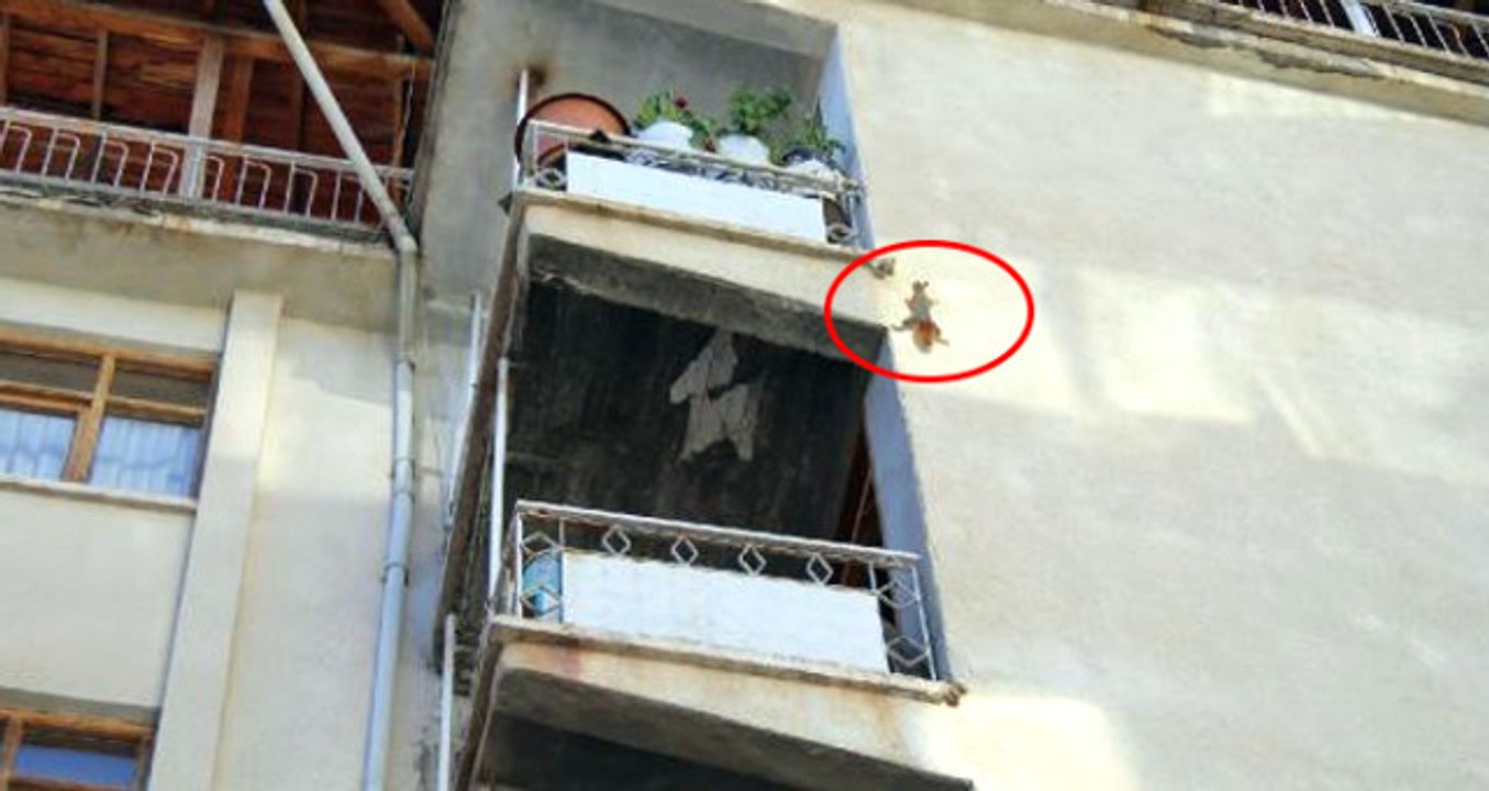 Yolunu Şaşıran Sincap, 5 Katlı Apartmana Tırmandı