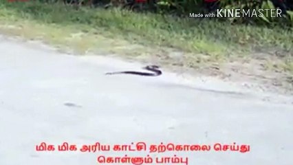 snake attempting suicide rare vedio