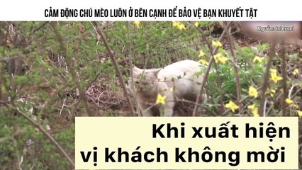 CẢM ĐỘNG CHÚ MÈO LUÔN Ở BÊN CẠNH ĐỂ BẢO VỆ BẠN KHUYẾT TẬT