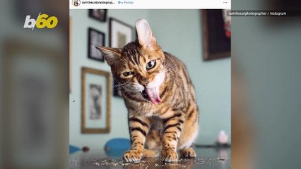 Photographer Hilariously Captures Cats 'High' on Catnip