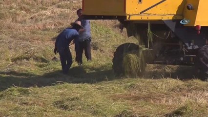 Diyarbakır'da Pirinç Hasadı Başladı