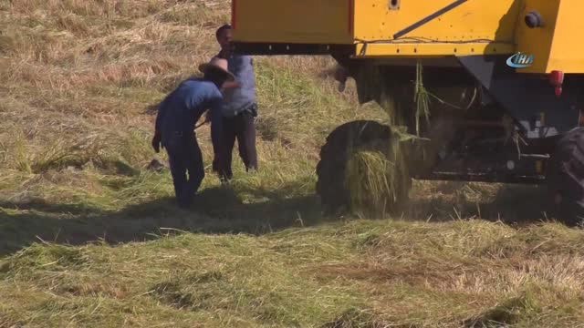 Diyarbakır'da Pirinç Hasadı Başladı
