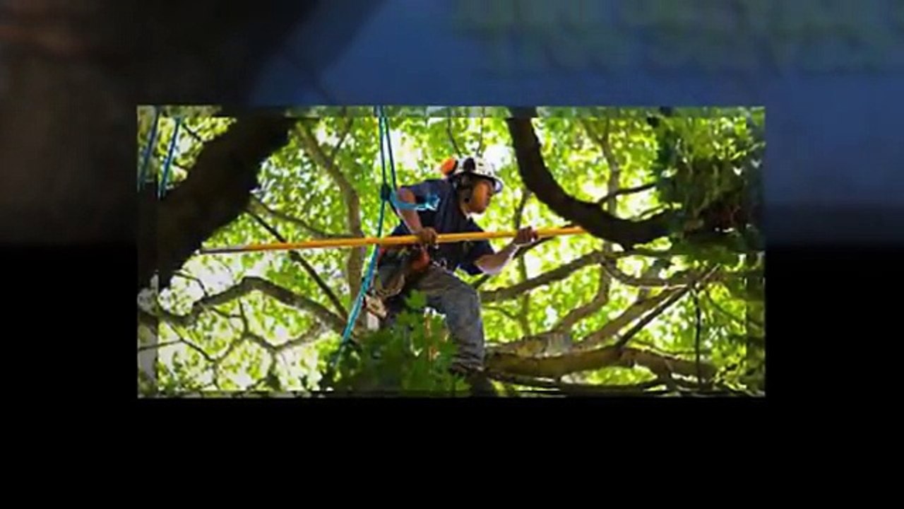 Tree Service Cutting & Removal