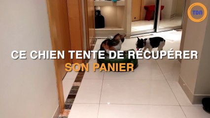 Ce chien tente de récupérer son panier !