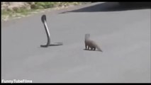 A cobra that blocks traffic is attacked by a weasel
