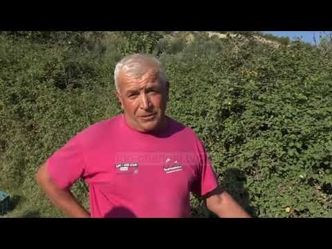 Rruga lë ullinjtë pa shitur, banorët kërkojnë edhe agronom - Top Channel Albania - News - Lajme