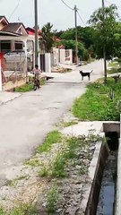 Ce garçon n'a vraiment pas peur des chiens qui le suivent dangereusement dans la rue