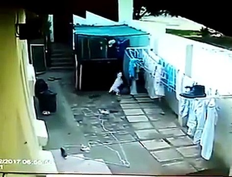 Ce voleur se retrouve avec les chiens de garde... Oups