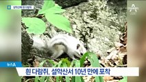 설악산에 돌연변이 흰 다람쥐…10년 만에 포착