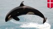 Paus pembunuh terancam polusi PCB - TomoNews