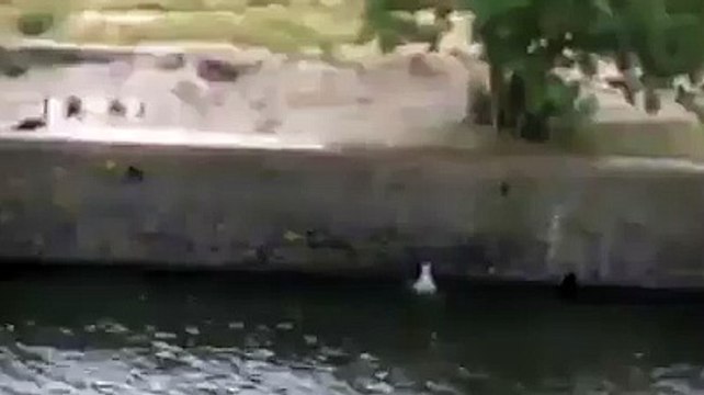 Una Donna rischia la vita per salvare un cane che non può uscire dall’acqua
