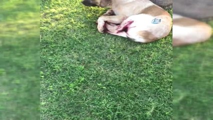 Manavgat'ta Sokak Köpeği Tüfekle Vuruldu