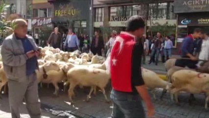 Şehrin Ortasındaki Koyunlar Görenleri Şaşkına Çevirdi
