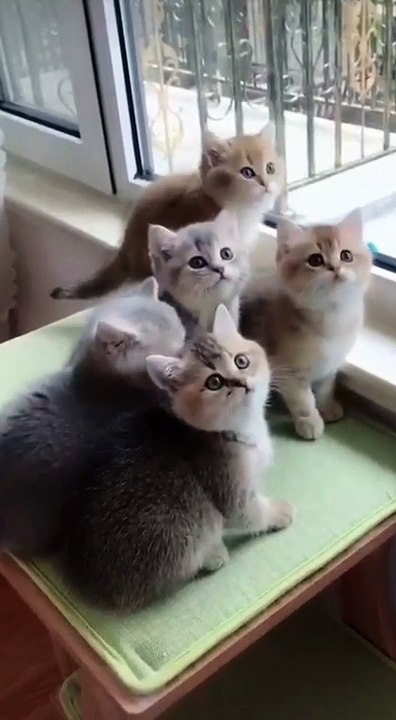 5 cute cats