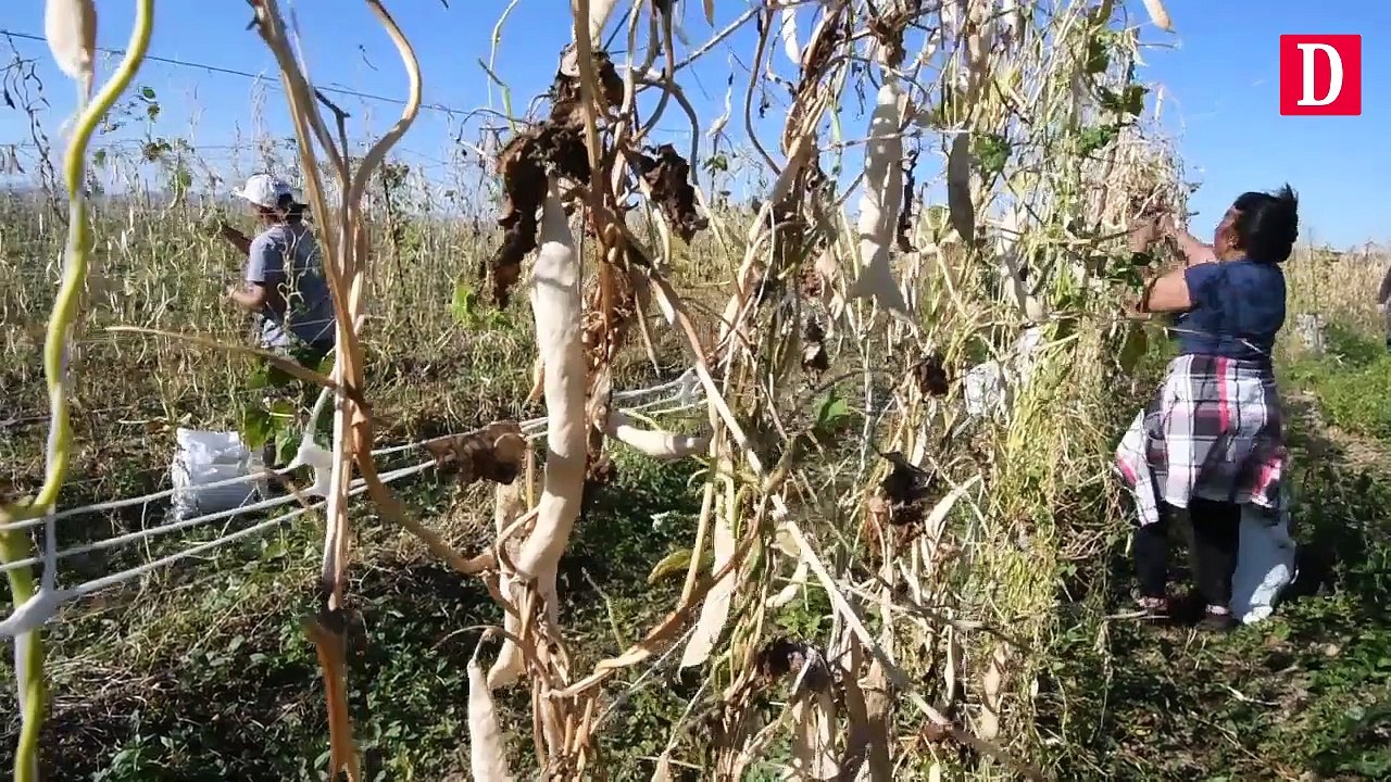 Petite récolte pour le Haricot Tarbais
