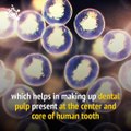 Stem cells from baby teeth could be used to fix dental injuries.